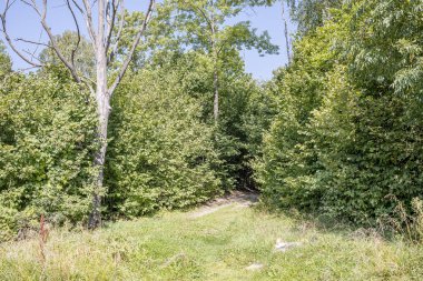 Yaprakları, çimenleri ve ağaç gövdeleri olan yeşil yaz orman yaprakları güneşli bir günde