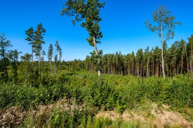 Yazın güneşli bir günde kırsal alan ve orman manzarası