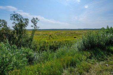 Yaprakları, çimenleri ve ağaç gövdeleri olan yeşil yaz orman yaprakları güneşli bir günde