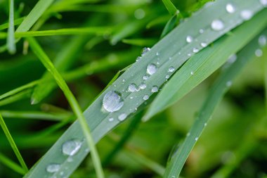 Yeşil çimenler, çiy damlaları ve bulanık arkaplan. Sığ alan derinliğine sahip soyut