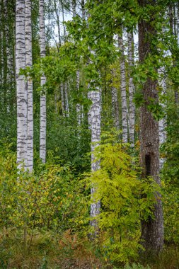 Sarı renkli sonbahar yapraklı yeşil huş ağaçları güneşli sonbahar günlerinde arka planda bulanık