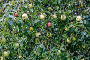 yeşil elmalar sonbahar bahçesinde ağaçlarda ve yerde yeşil çimlerde