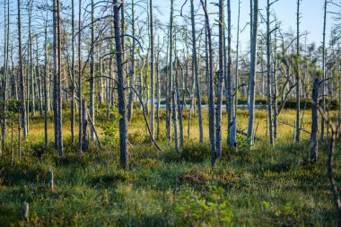 Güneşli yaz ormanlarında çam ağacı Growe. Arka planda bulanıklık ve dallarda taze çam ağaçları.