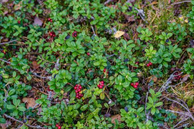 Kırmızıüzümler yeşil orman yatağında yaz sonlarında