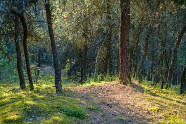 Yeşil ormandaki bulanık arka planı olan büyük, izole ağaç gövdeleri. dekoratif doğa resmi