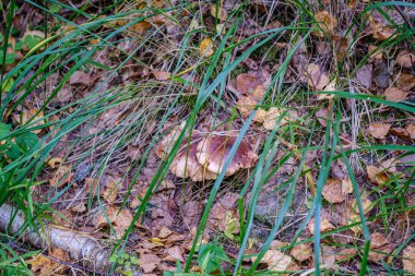 Yağmurdan sonraki yaz yeşil ormandaki mantarlar