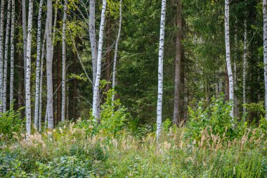 Sarı renkli sonbahar yapraklı yeşil huş ağaçları güneşli sonbahar günlerinde arka planda bulanık