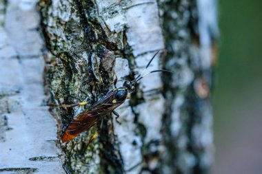 Yeşil ormandaki bulanık arka planı olan büyük, izole ağaç gövdeleri. dekoratif doğa resmi