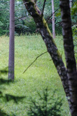 Yeşil ormandaki bulanık arka planı olan büyük, izole ağaç gövdeleri. dekoratif doğa resmi