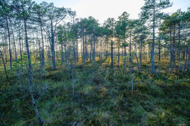 Güneşli yaz ormanlarında çam ağacı Growe. Arka planda bulanıklık ve dallarda taze çam ağaçları.