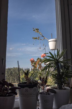 Kenarlarında mavi gökyüzü arkaplanı ve eski ahşap pencere çerçevesi olan daire penceresi