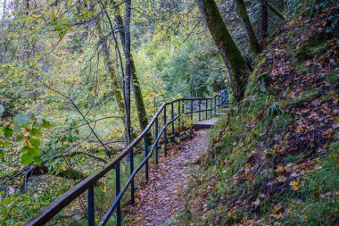 Yeşil ormandaki ıslak ahşap patika. Geleceğin doğa koruma alanına öncülük ediyor.