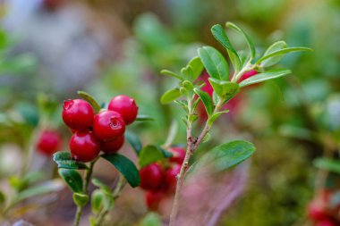 Kırmızıüzümler yeşil orman yatağında yaz sonlarında