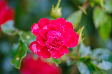 Renkli sonbahar çiçekleri bahçede izole bir şekilde çiçek açıyor.