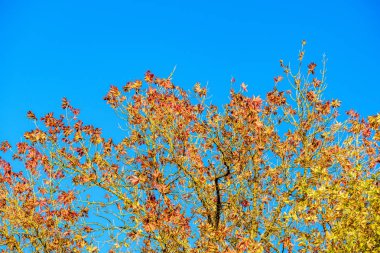 Sonbahar renkli ağaç yaprakları sonbaharda mavi gökyüzünde