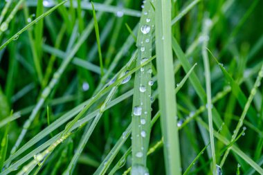 Yeşil çimenler, çiy damlaları ve bulanık arkaplan. Sığ alan derinliğine sahip soyut