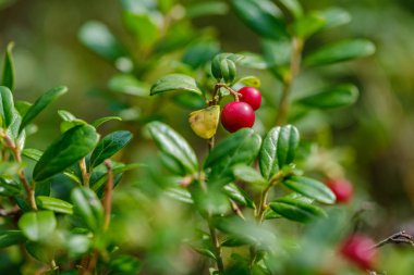Kırmızıüzümler yeşil orman yatağında yaz sonlarında