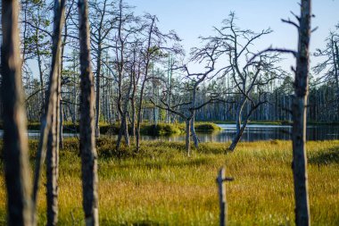 Yeşil ormandaki bulanık arka planı olan büyük, izole ağaç gövdeleri. dekoratif doğa resmi