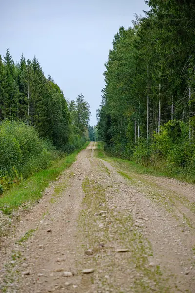 Strada Sterrata Sporca Foresta Verde Con Alberi Bagnati Raggi Sole — Foto Stock