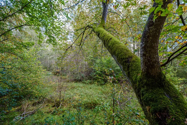 Stora Isolerade Trädstammar Grön Skog Med Suddig Bakgrund Dekorativ Natur — Stockfoto
