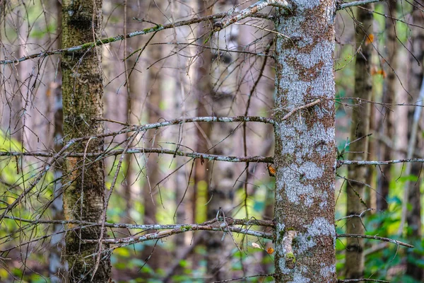 Grandi Tronchi Albero Isolati Nella Foresta Verde Con Sfondo Sfocato — Foto Stock