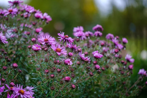 Viola Viola Fiori Autunnali Con Sfondo Verde Sfocatura Giorno Pioggia — Foto Stock