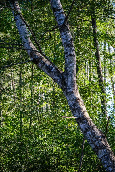 Troncos Árboles Grandes Aislados Bosque Verde Con Fondo Borroso Naturaleza —  Fotos de Stock