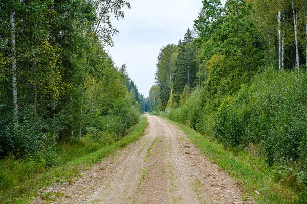 dirty gravel road in green forest with wet trees and sun rays in perspective