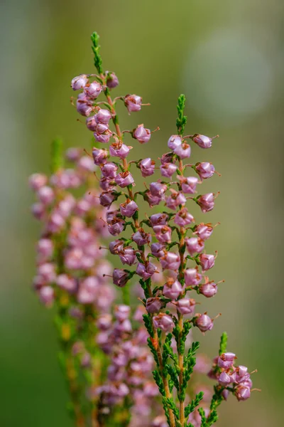 Heather Flowers Blooming Isolated Blur Green Background Forest — Stock Photo, Image