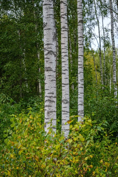 Groene Berken Bomen Met Een Aantal Geel Gekleurde Herfstbladeren Zonnige — Stockfoto