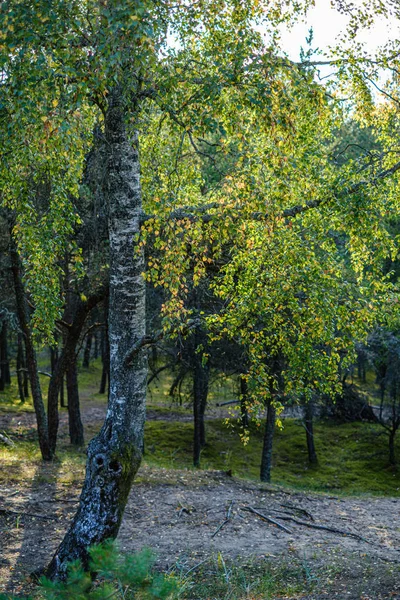 Green Birch Trees Some Yellow Colored Autumn Leaves Sunny Autumn — Stock Photo, Image