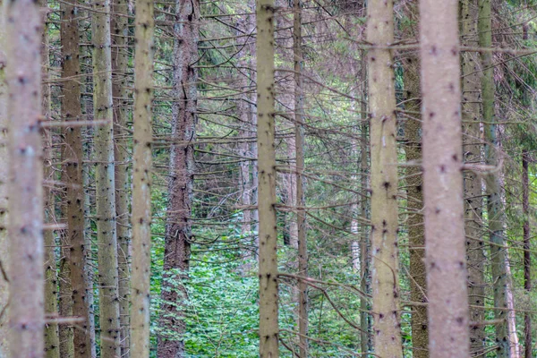 Grote Geïsoleerde Boomstammen Groen Bos Met Wazige Achtergrond Decoratieve Natuur — Stockfoto