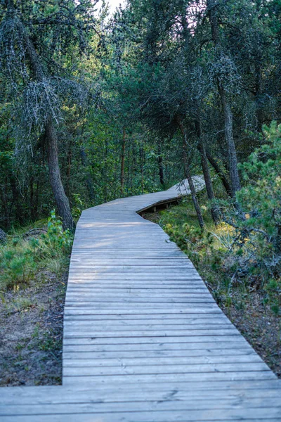 wet wooden footpath in green forest leading in future of nature reserve