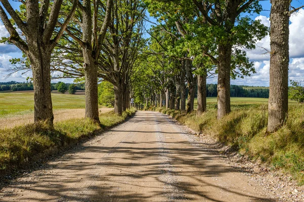 Dirty Gravel Road Green Forest Wet Trees Sun Rays Perspective — Stock Photo, Image