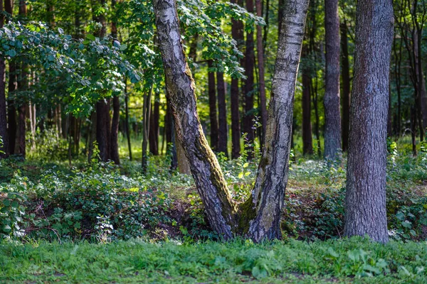 Grandes Troncos Árvores Isoladas Floresta Verde Com Fundo Desfocado Natureza — Fotografia de Stock