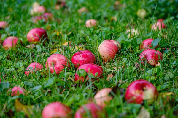 Röda Äpplen Vått Grönt Gräs Trädgården Suddig Bakgrund Höst Färger — Stockfoto