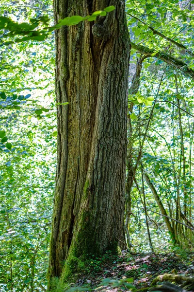 背景色の悪い緑の森にある大きな幹です装飾的な自然画像 — ストック写真