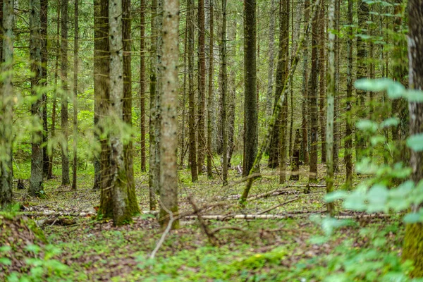 Zielone Letnie Liście Leśne Liśćmi Trawą Pniami Drzew Słoneczny Dzień — Zdjęcie stockowe