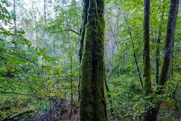 Grandes Troncos Árvores Isoladas Floresta Verde Com Fundo Desfocado Natureza — Fotografia de Stock