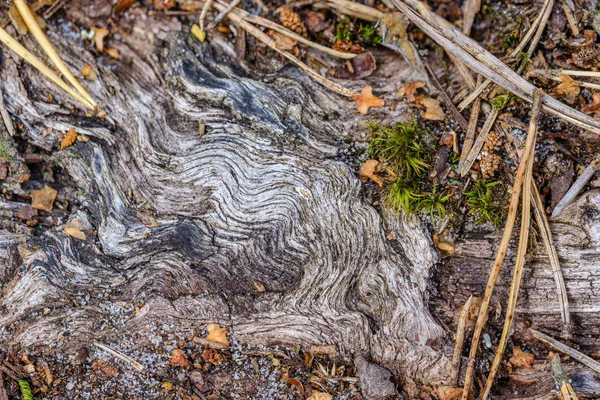 Viejo Registro Madera Textura Abstracta Árbol Envejecimiento Patrón Tronco — Foto de Stock