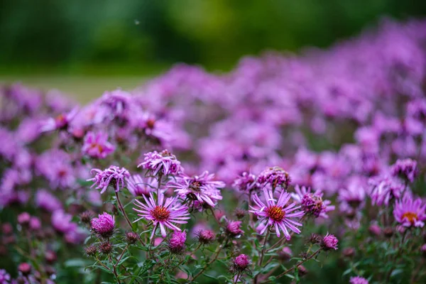 Viola Viola Fiori Autunnali Con Sfondo Verde Sfocatura Giorno Pioggia — Foto Stock