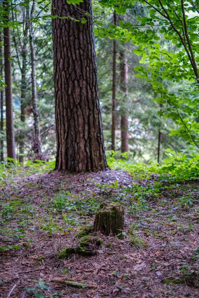 Μεγάλοι Απομονωμένοι Κορμοί Δέντρων Καταπράσινο Δάσος Θολό Φόντο Διακοσμητική Εικόνα — Φωτογραφία Αρχείου