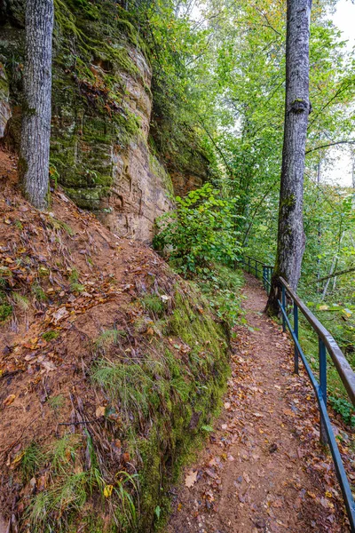 Sendero Madera Húmeda Bosque Verde Que Conduce Futuro Reserva Natural —  Fotos de Stock