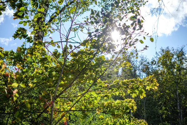 Зеленые Березы Желтыми Цветными Осенними Листьями Солнечном Осеннем Фоне — стоковое фото