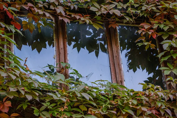 Stare Wiejskie Dom Ramy Okienne Szkła Czerwonych Liści Winorośli Jesienią — Zdjęcie stockowe