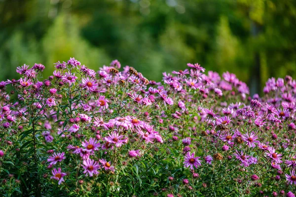 Viola Viola Fiori Autunnali Con Sfondo Verde Sfocatura Giorno Pioggia — Foto Stock