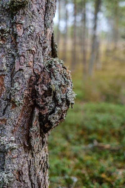 Grands Troncs Arbres Isolés Dans Forêt Verte Avec Fond Flou — Photo