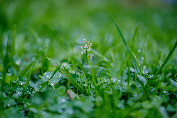 Herbe Verte Avec Gouttes Rosée Fond Flou Abstrait Avec Faible — Photo