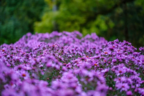 Púrpura Violeta Flores Otoño Con Fondo Borroso Verde Día Lluvioso — Foto de Stock