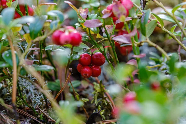 Röda Tranbär Grön Skogssäng Sensommarlandet — Stockfoto